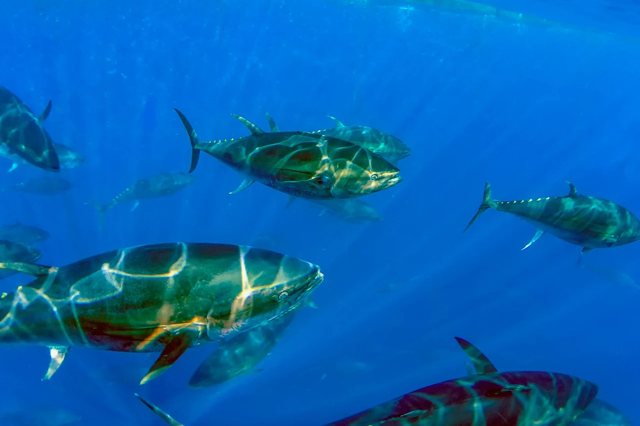 Blue Fin tuna