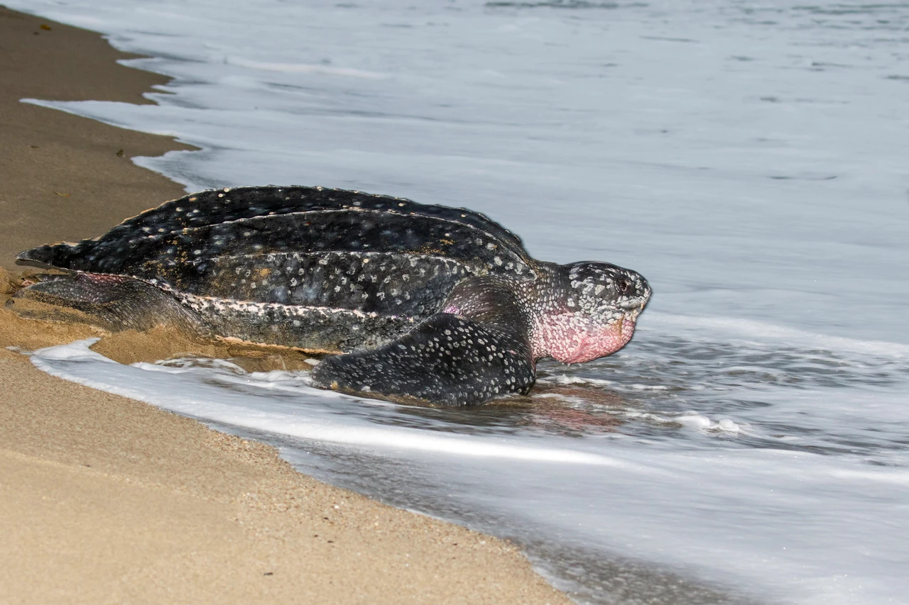 Leatherback sea turtles