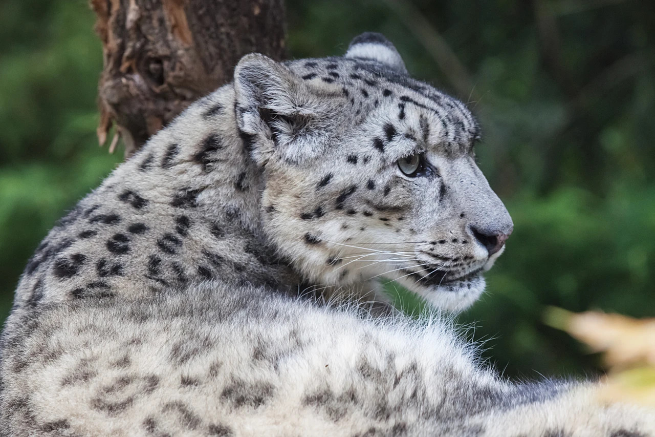 Snow Leopard