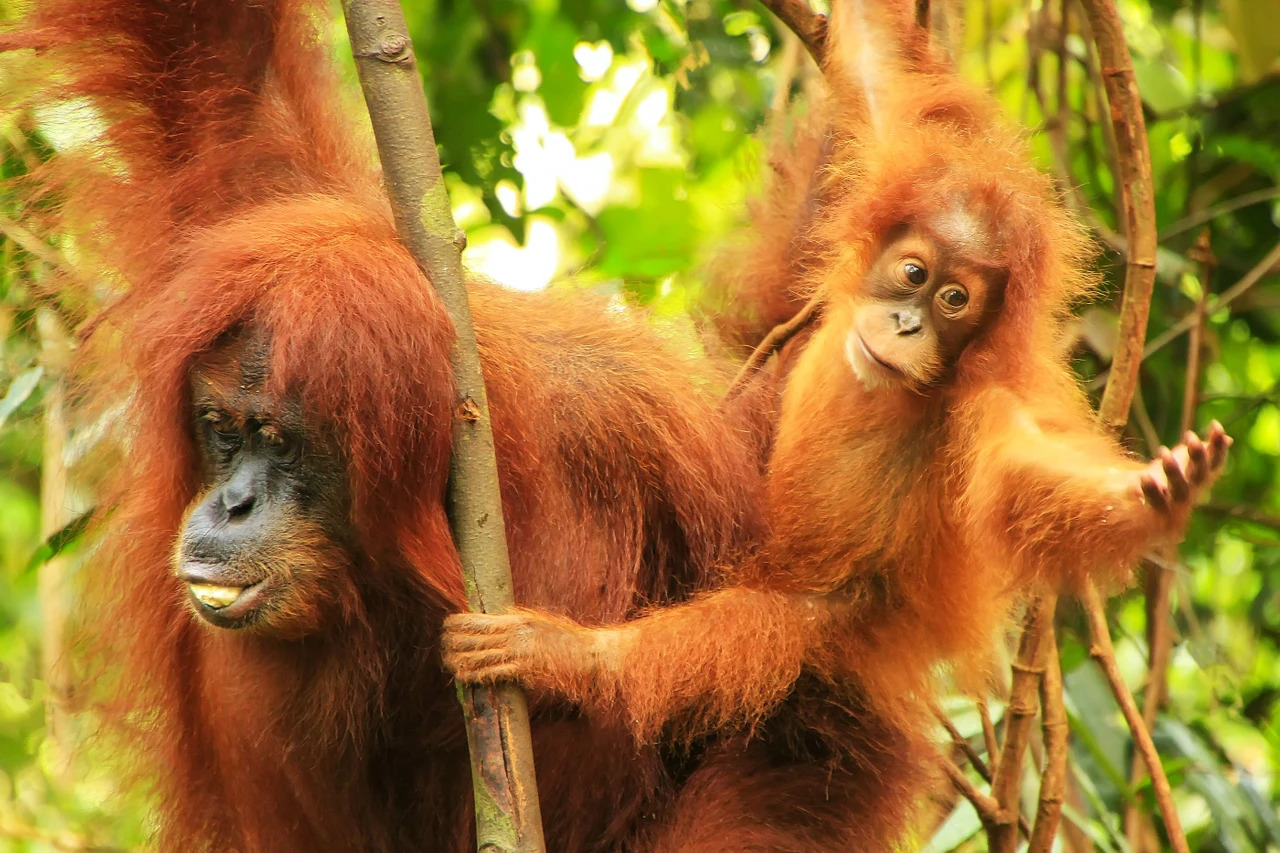 Orangutans