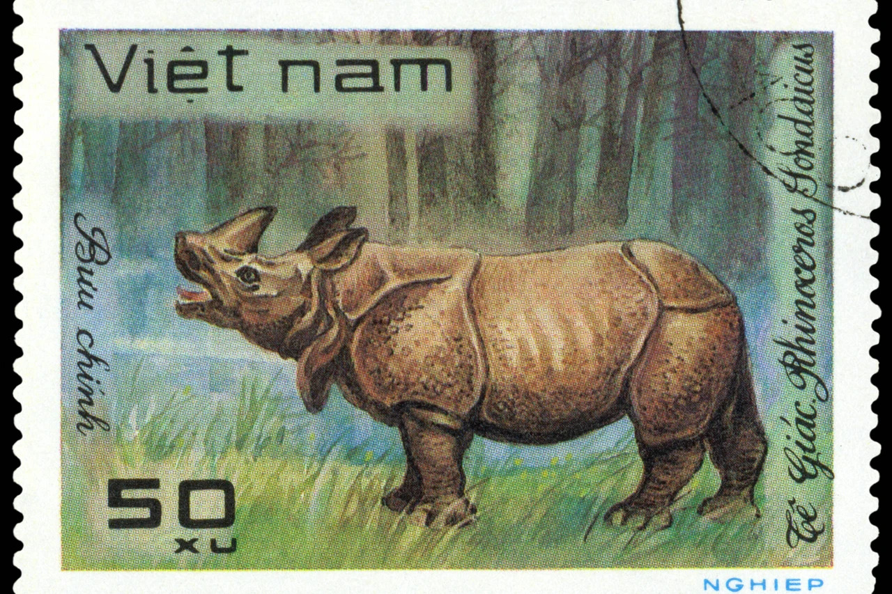 Javan rhinoceros