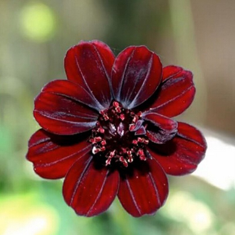 Chocolate Cosmos