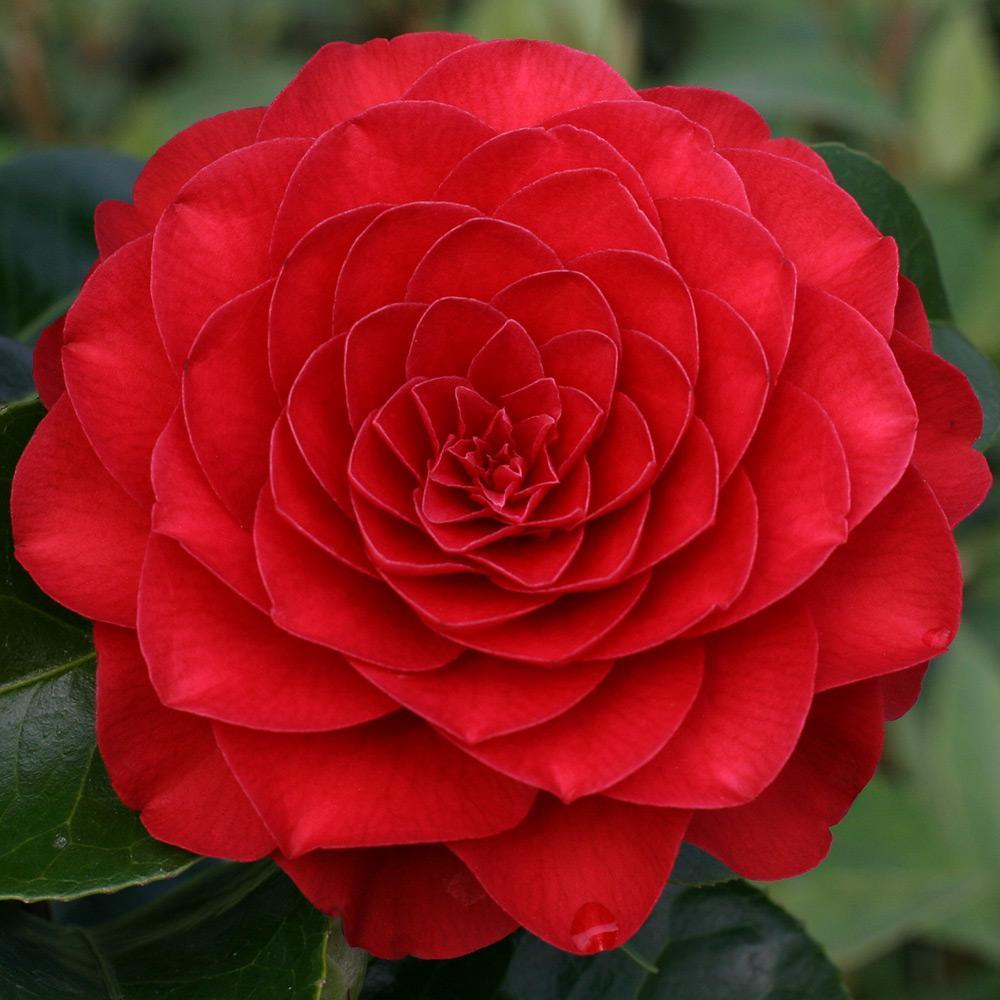 Middlemist Red